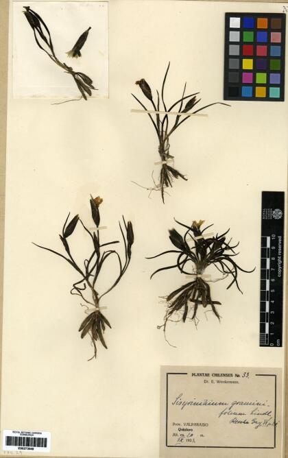 Sisyrinchium graminifolium [Espécimen: ]