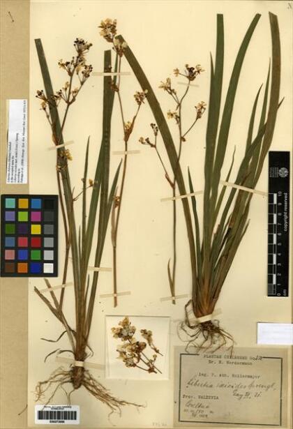 Libertia chilensis [Espécimen: ]
