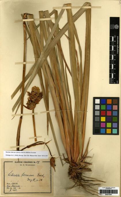 Libertia chilensis [Espécimen: ]