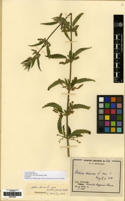 Urtica gracilis subsp. mollis [Espécimen: ]