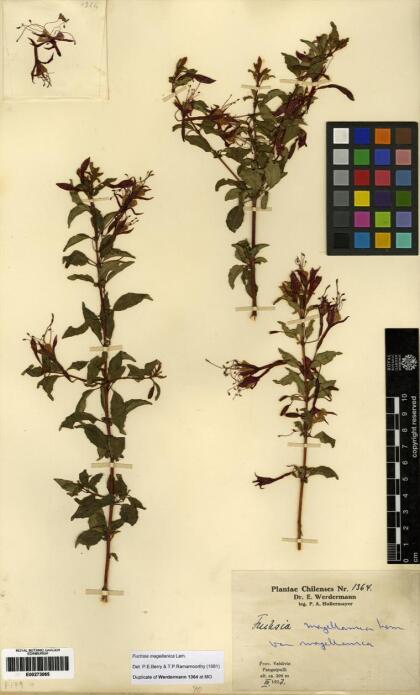 Fuchsia magellanica [Espécimen: ]