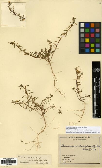 Camissonia dentata [Espécimen: ]
