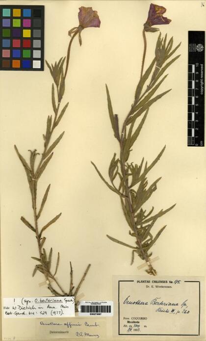 Oenothera affinis [Espécimen: ]