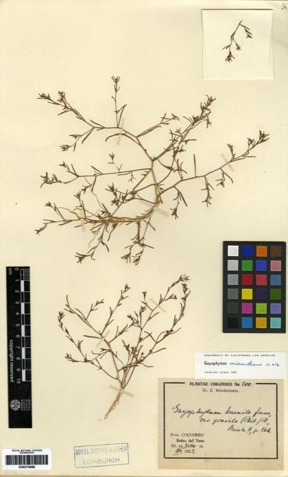Gayophytum micranthum [Espécimen: ]