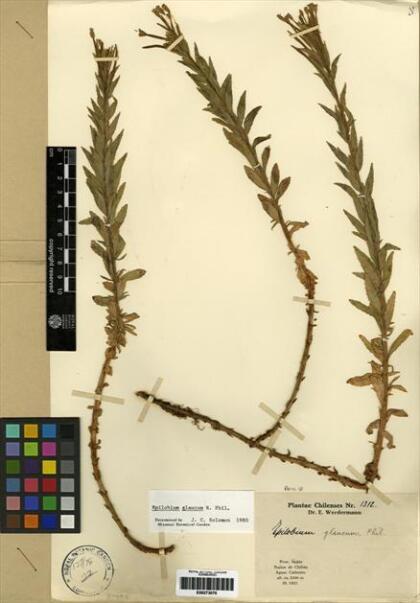 Epilobium glaucum [Espécimen: ]