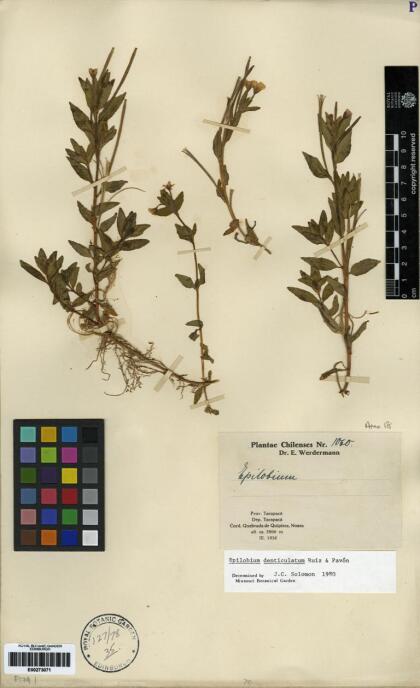 Epilobium denticulatum [Espécimen: ]