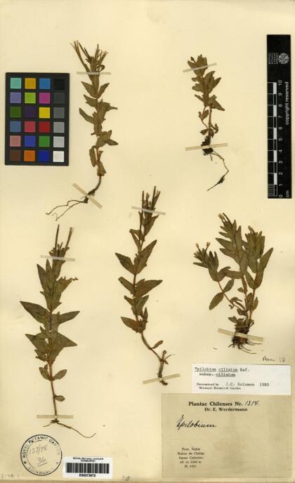 Epilobium ciliatum [Espécimen: ]
