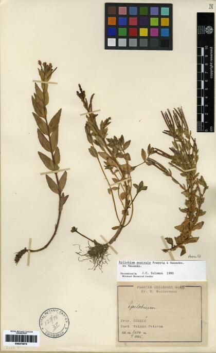 Epilobium australe [Espécimen: ]