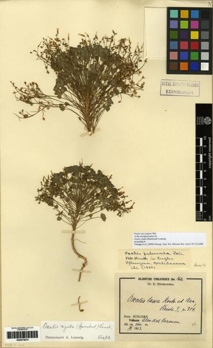 Oxalis rigida [Espécimen: ]
