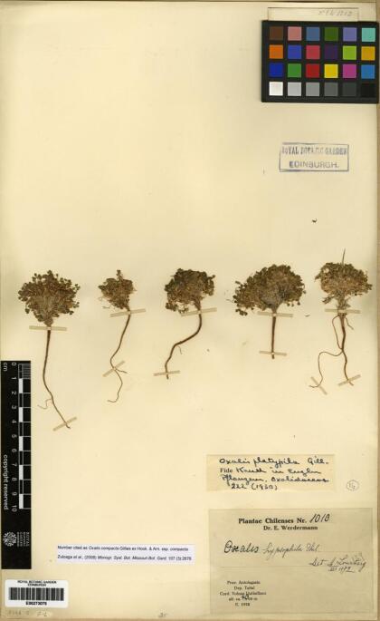 Oxalis hypsophila [Espécimen: ]
