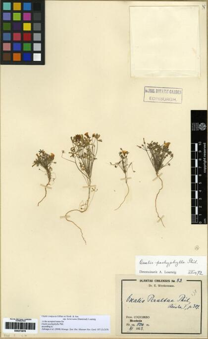 Oxalis berteroana [Espécimen: ]
