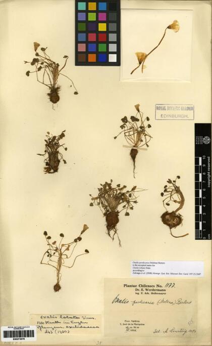 Oxalis perdicaria [Espécimen: ]