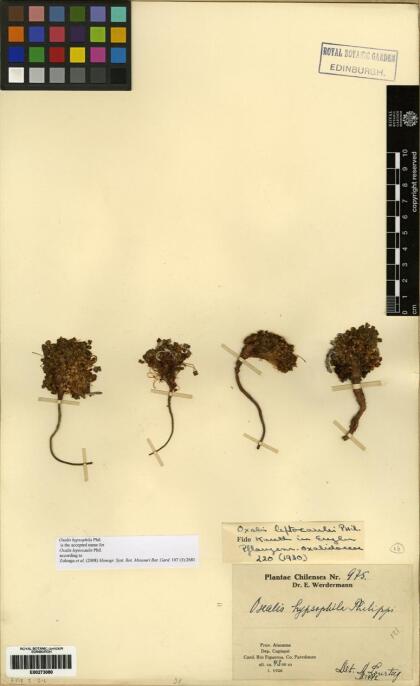 Oxalis hypsophila [Espécimen: ]