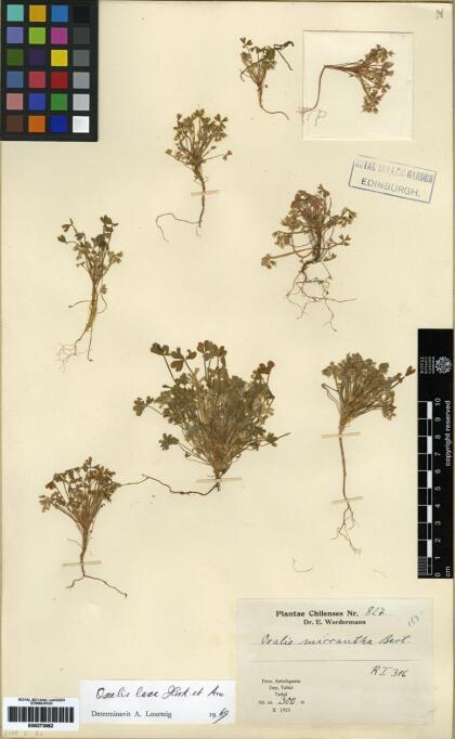 Oxalis laxa var. laxa [Espécimen: ]