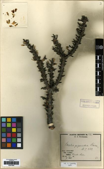 Oxalis gigantea [Espécimen: ]