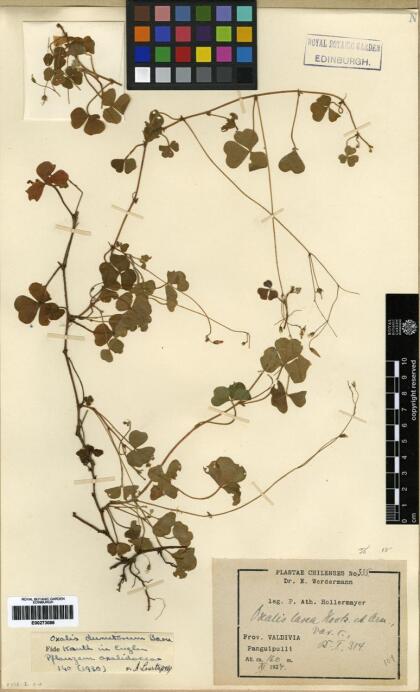 Oxalis dumetorum [Espécimen: ]