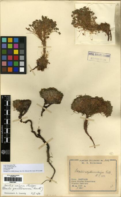 Oxalis hypsophila [Espécimen: ]
