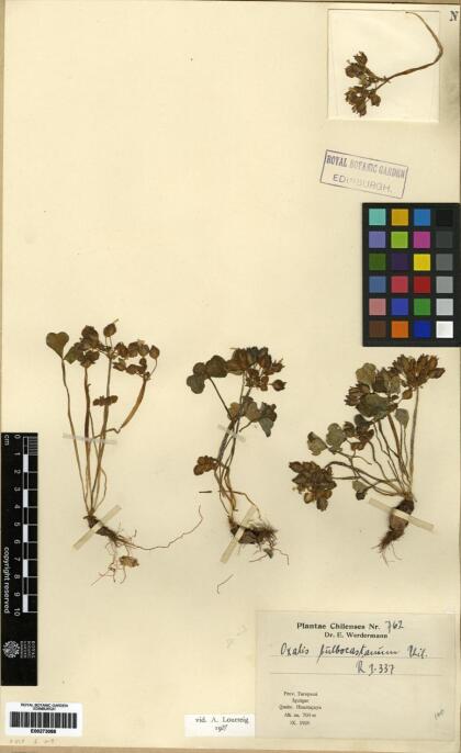 Oxalis bulbocastanum [Espécimen: ]