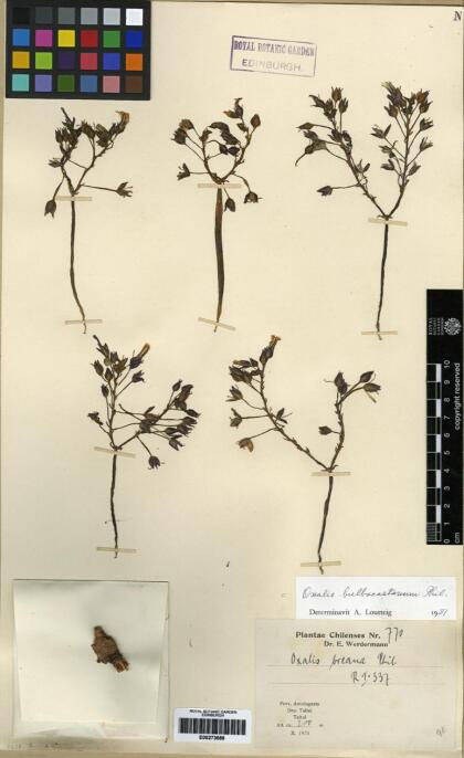 Oxalis bulbocastanum [Espécimen: ]