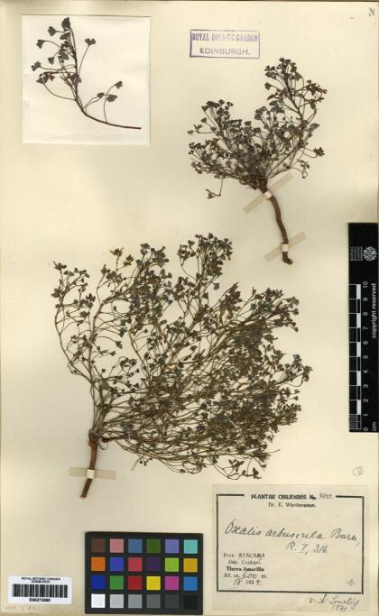 Oxalis arbuscula [Espécimen: ]