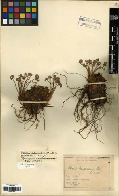 Oxalis adenophylla [Espécimen: ]