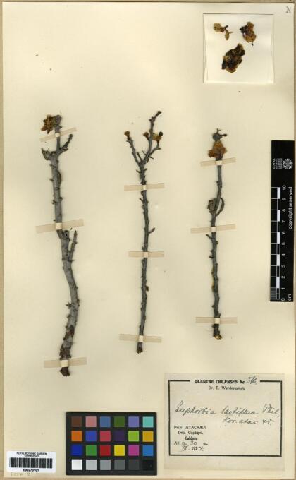 Euphorbia lactiflua [Espécimen: ]