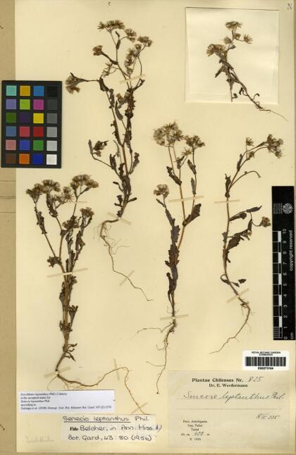 Erechtites leptanthus [Espécimen: ]