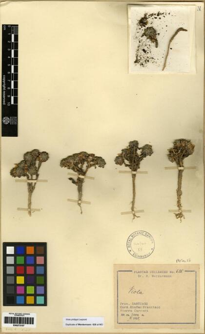 Viola philippii [Espécimen: ]