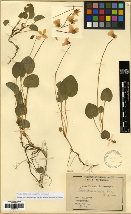 Viola maculata var. maculata [Espécimen: ]