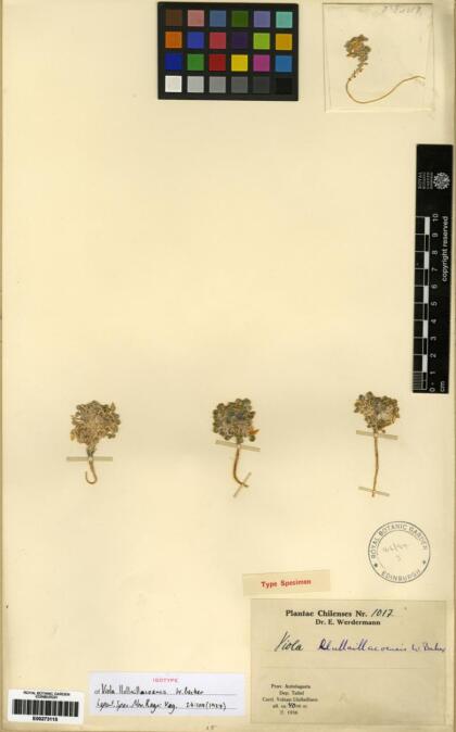 Viola llullaillacoensis [Espécimen: ]