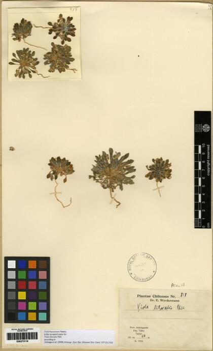 Viola huesoensis [Espécimen: ]