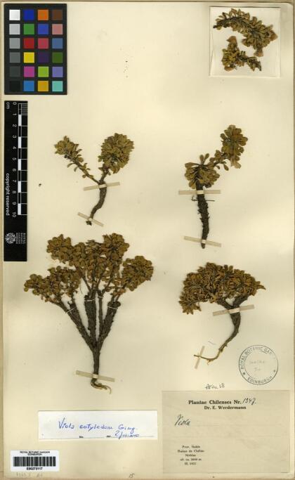Viola cotyledon [Espécimen: ]