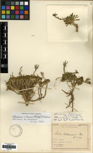 Stenodraba chillanensis [Espécimen: ]
