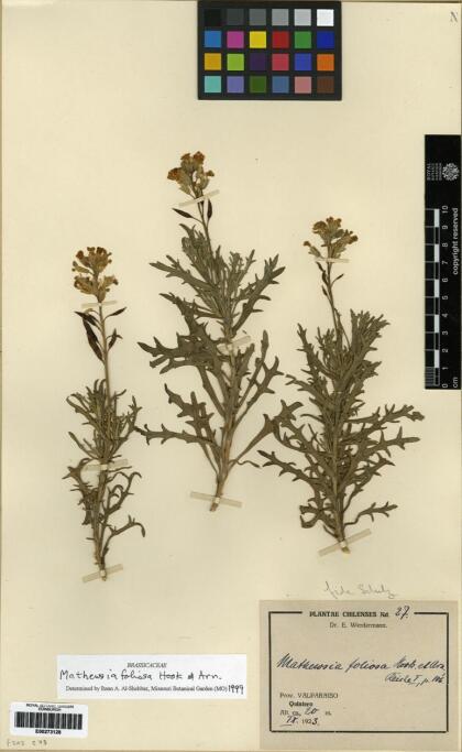 Mathewsia foliosa [Espécimen: ]