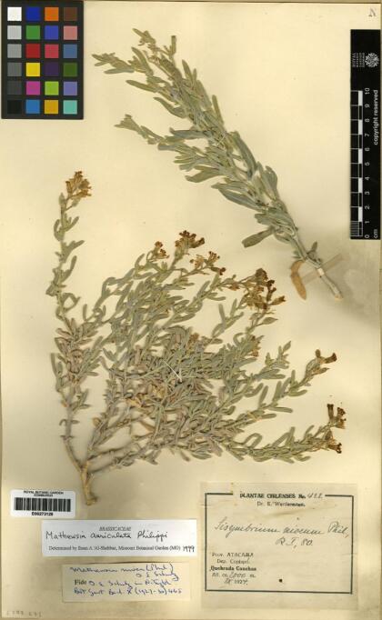 Mathewsia auriculata [Espécimen: ]
