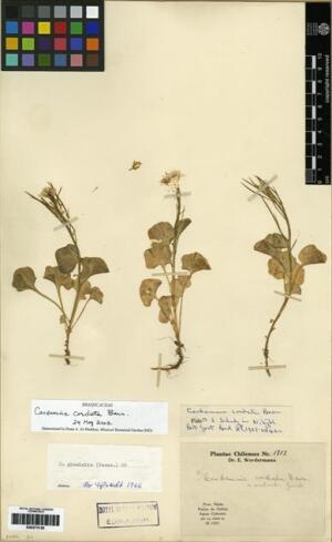 Cardamine cordata [Espécimen: ]