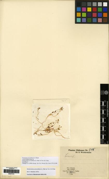 Hornungia procumbens [Espécimen: ]