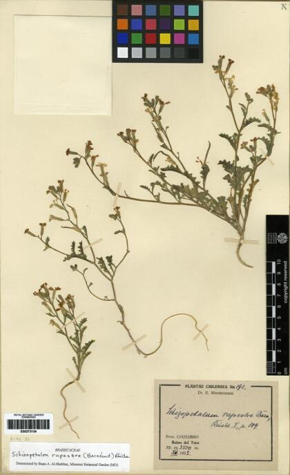 Schizopetalon rupestre [Espécimen: ]