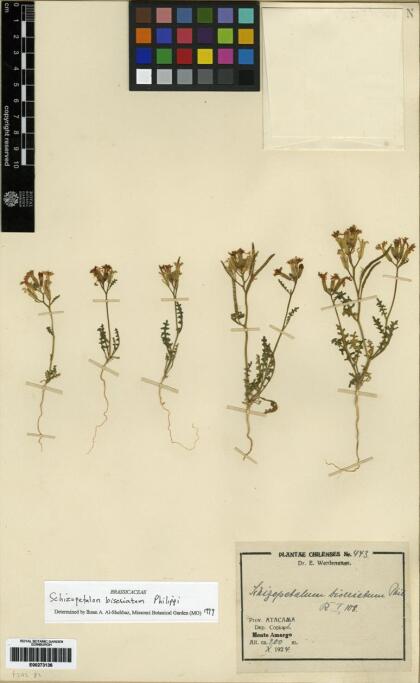 Schizopetalon biseriatum [Espécimen: ]