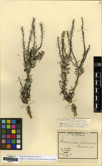 Menonvillea orbiculata [Espécimen: ]