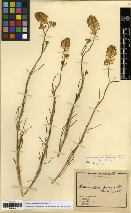 Menonvillea linearis [Espécimen: ]