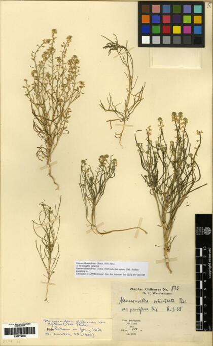 Menonvillea chilensis [Espécimen: ]