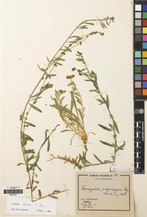Corrigiola propinqua [Espécimen: ]