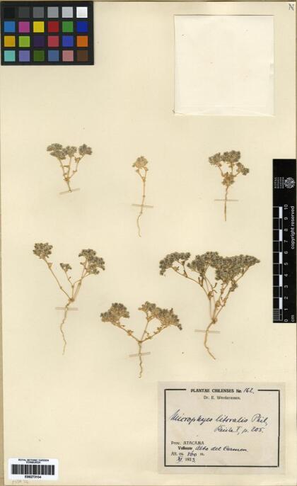 Microphyes litoralis [Espécimen: ]