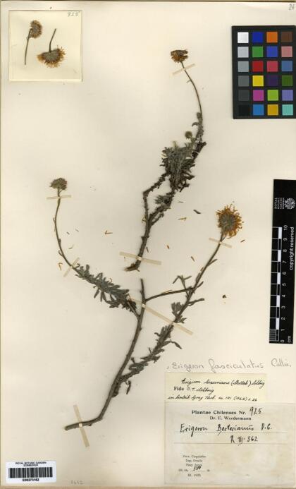 Erigeron fasciculatus [Espécimen: ]