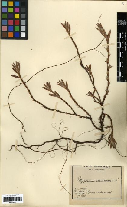 Polygonum maritimum [Espécimen: ]