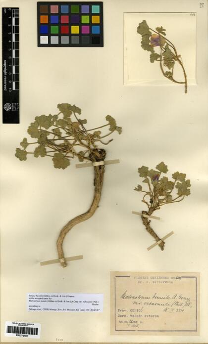 Tarasa humilis [Espécimen: ]