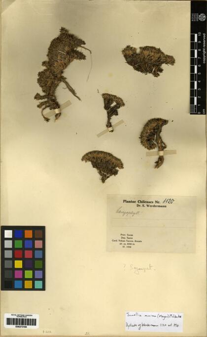 Junellia minima [Espécimen: ]