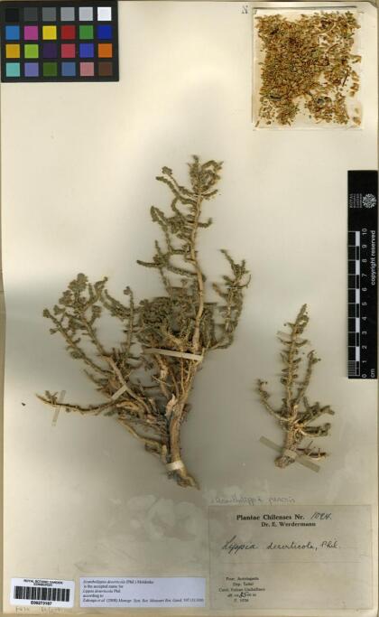 Aloysia deserticola [Espécimen: ]