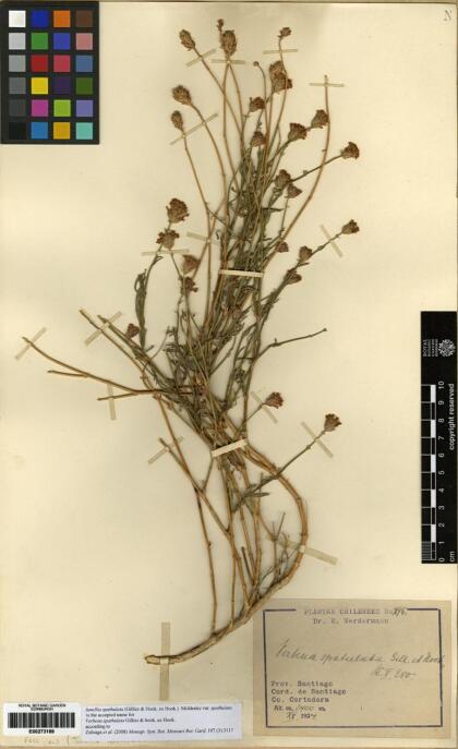 Junellia spathulata var. spathulata [Espécimen: ]